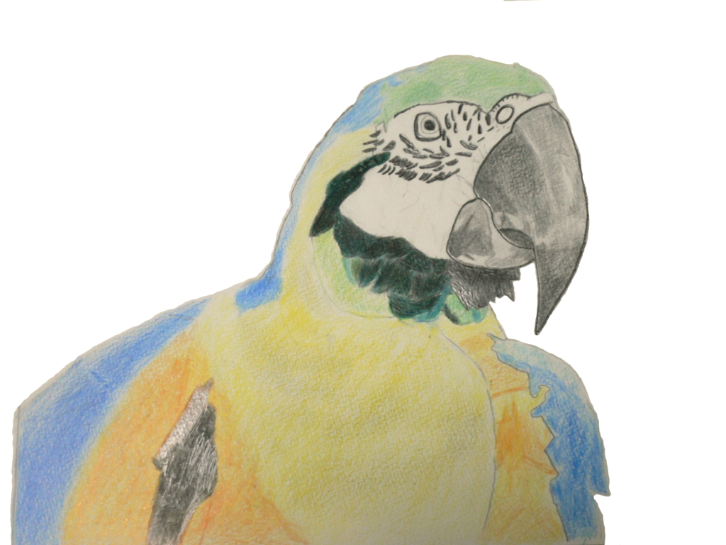 プロフィール